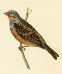 Cretzschmaer