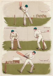 Cricket