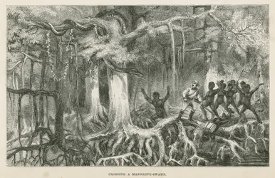 Crossing a mangrove swamp