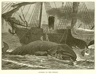 Cutting up the Whale