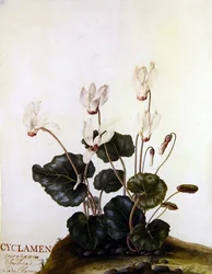 Cyclamen European Sowbred Lady Clarendon