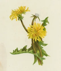 Dandelion, Leontodon Taraxacum