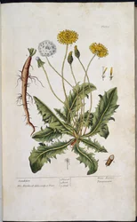 Dandelion, from A Curious Herbal by Elizabeth Blackwell