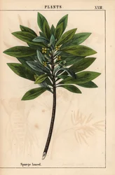 Daphne laureola or Spurge-laurel, from 