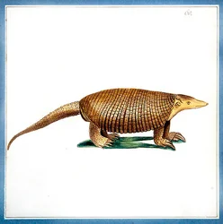 Dasypus armadillo