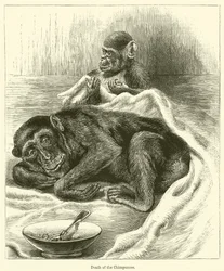 Death of the Chimpanzee