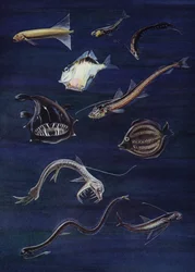 Deep sea fish