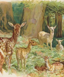 Deer