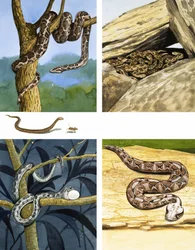 Different Kinds of Snakes