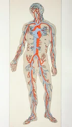 Distribution of Blood Vessels in the Human Body, c.1890