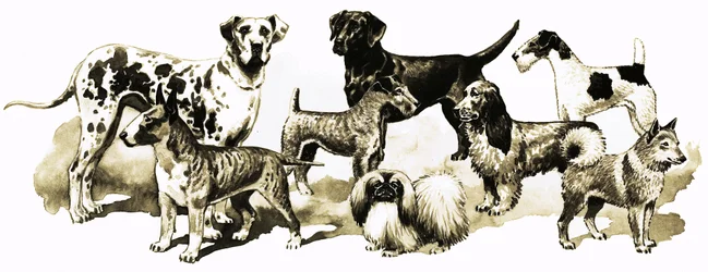 Dogs