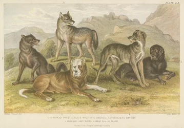 Dogs and wolves