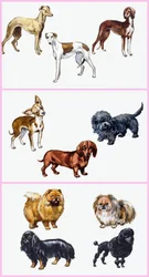 Dogs Montage