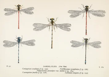 Dragonflies: Damsel-Flies