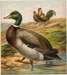 Duck