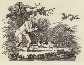 Duck shooting