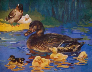 Ducks and ducklings