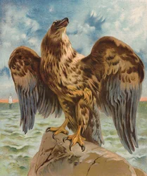 Eagle