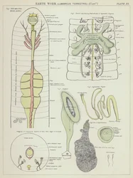 Earth worm, Lumbricus Terrestris