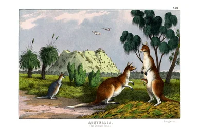Eastern Grey Kangaroo