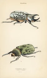 Eastern Hercules beetle, Dynastes tityus, male and female