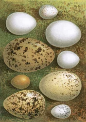 Eggs