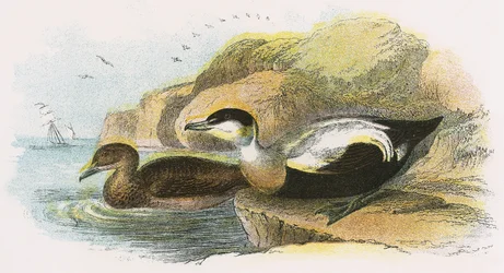 Eider Duck