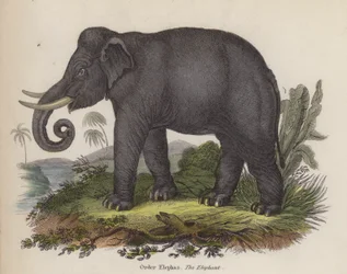 Elephant (engraving)