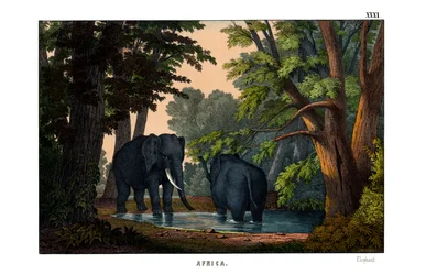 Elephant