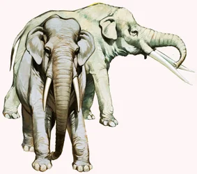 Elephants