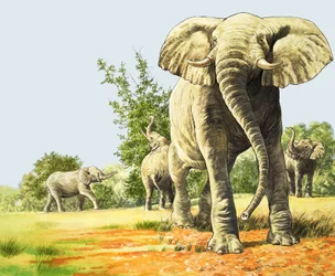 Elephants of Africa, Illustration from 