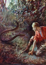 Encounter with a snake in the jungle