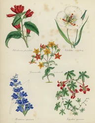 English Flower Garden: Habrothamnus fasciculatus, Calochortus venustus, Grammanthes gentianoides, Pentstemon speciosum, Tropaeolum speciosum