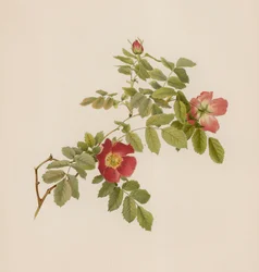 English Rose