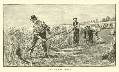 English harvesters