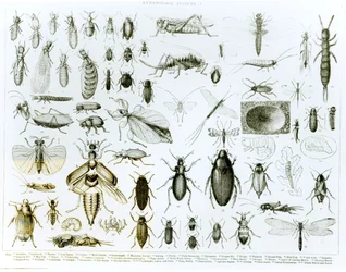 Entomology: Insects