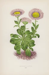 Erigeron Glaucum