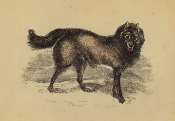 Esquimaux Dog