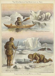Esquimaux Hunting Walrus and Seals