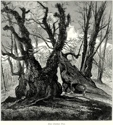 Etna Chestnut Trees