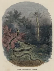 Eunice and Cirratule, Lamarck
