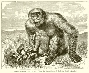 Female Gorilla and Young