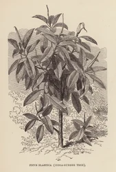 Ficus Elastica, India-Rubber Tree