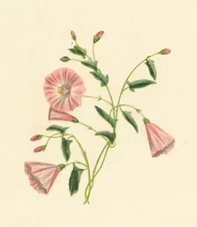 Field Convolvulus, Convolvulus Arvensis