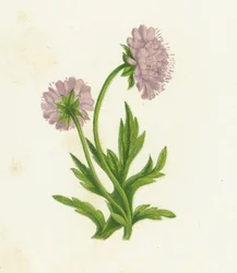 Field Knautia