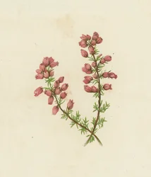 Fine-Leaved Heath, Erica Cinerea