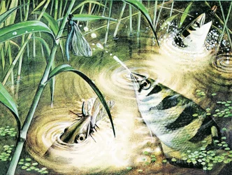 Fish That Fires Bullets -- the archerfish uses water as ammunition