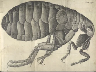 Flea, from Micrographia