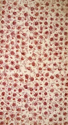 Floral Endpaper (Hand Coloured Engraving)