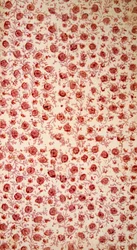 Floral Endpaper hand coloured engraving